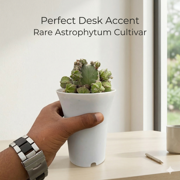 Astrophytum nudum cv hubuki