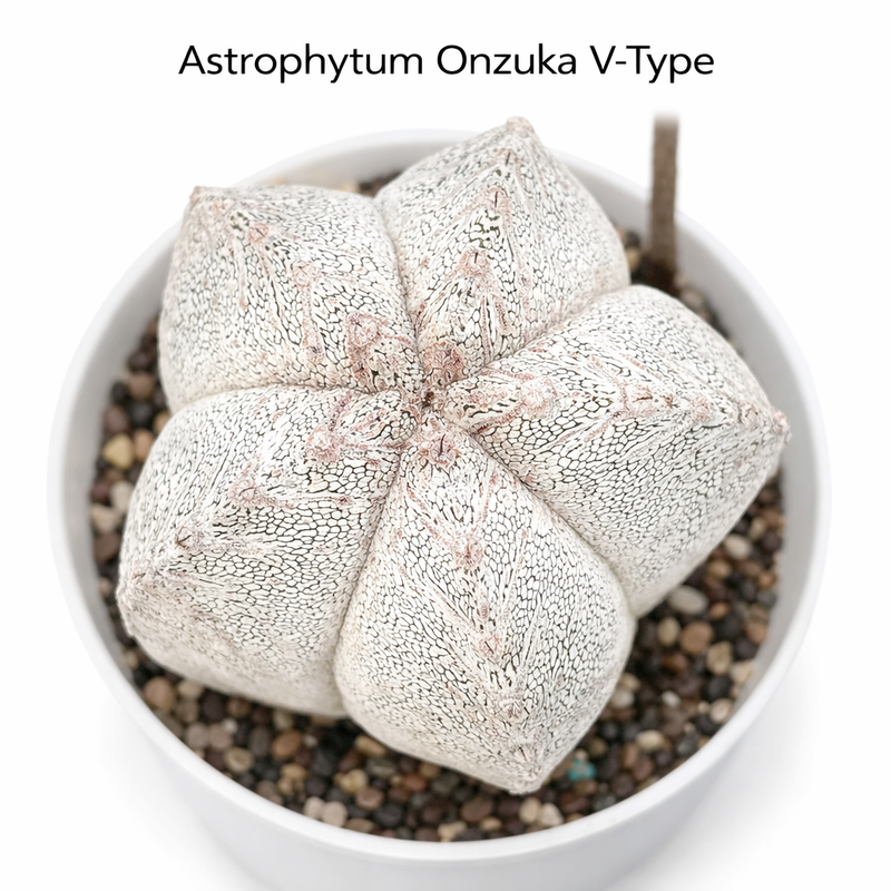 Astrophytum onzuka v type