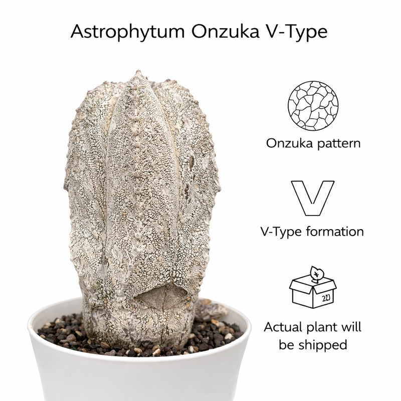 Astrophytum onzuka v type