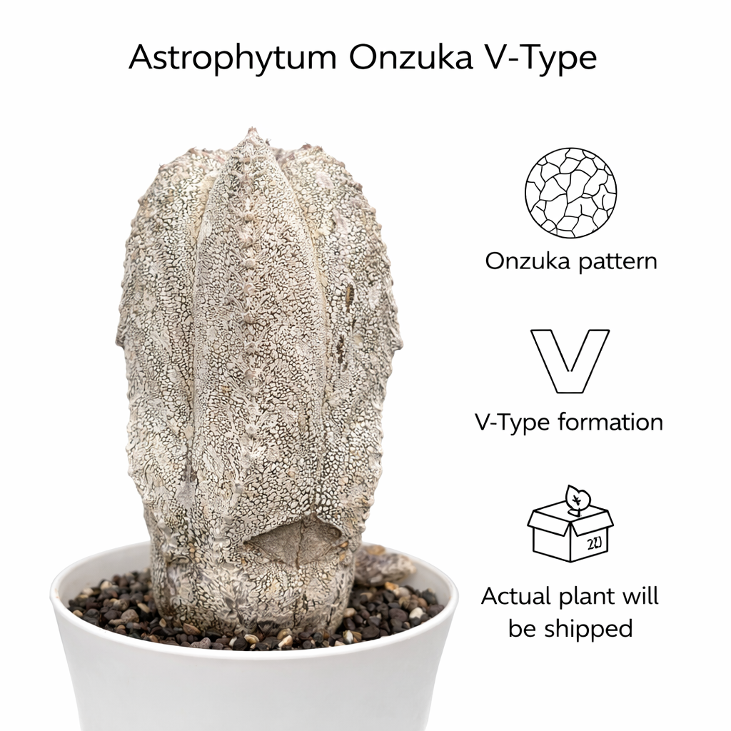 Astrophytum Onzuka V-type Rare Collector Cactus – Samarth Cactus