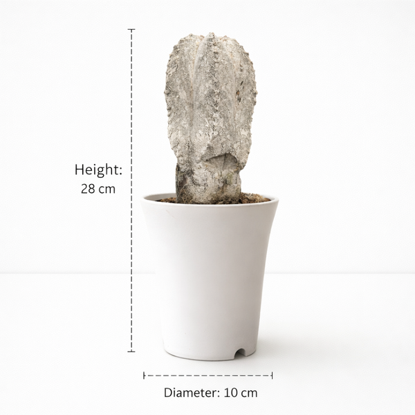 Astrophytum onzuka v type