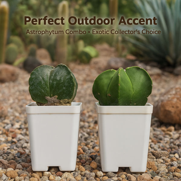 Combo of Two Astrophytum Varieties