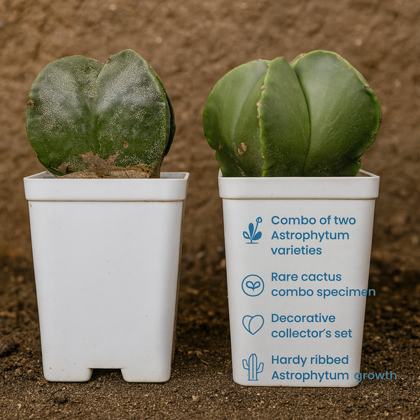 Combo of Two Astrophytum Varieties