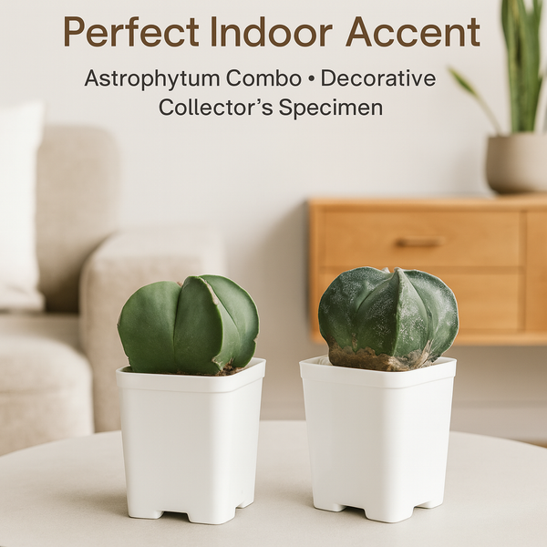 Combo of Two Astrophytum Varieties 2