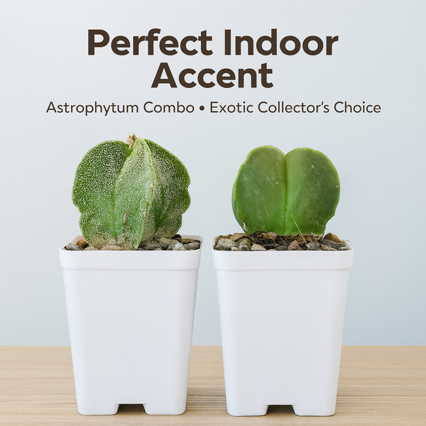 Combo of two Astrophytum varieties