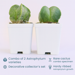 Combo of two Astrophytum varieties