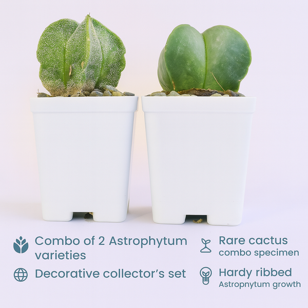 Combo of two Astrophytum varieties