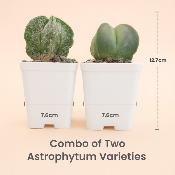 Combo of two Astrophytum varieties