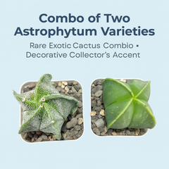 Combo of two Astrophytum varieties