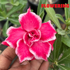Adenium rossi AS.A634