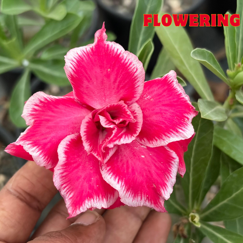 Adenium rossi AS.A634
