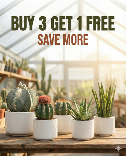 Offer- buy 3  get 1 free