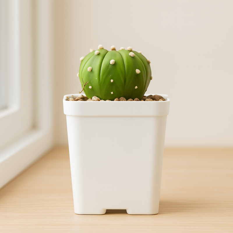 Combo of 2 Astro Cactus