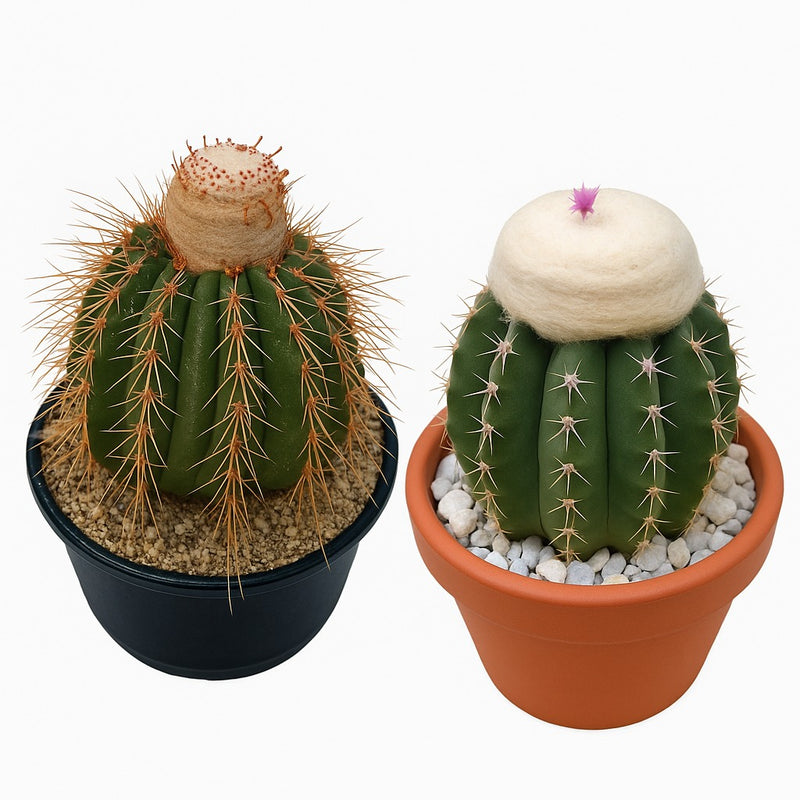 Combo of 2 Melocactus