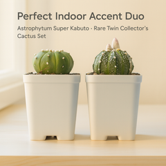 Combo of 2 Astro Cactus