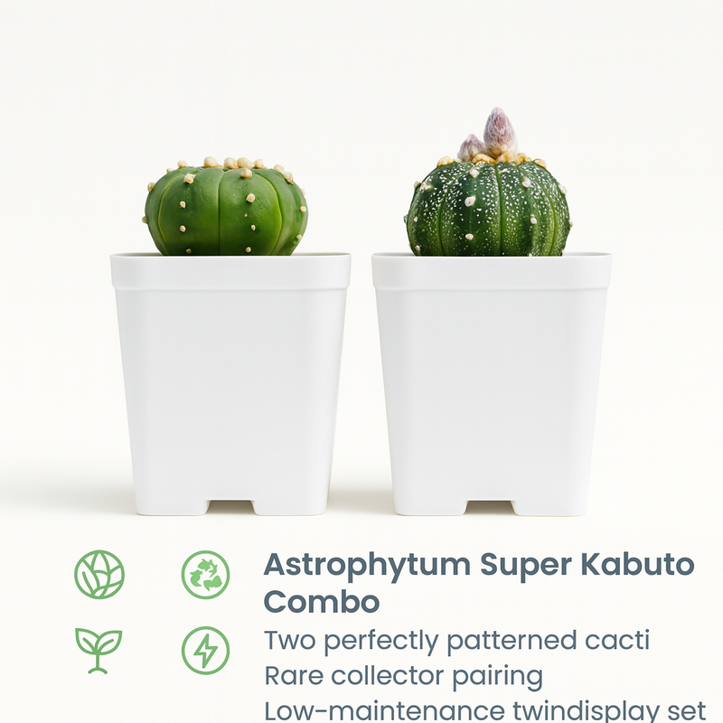 Combo of 2 Astro Cactus