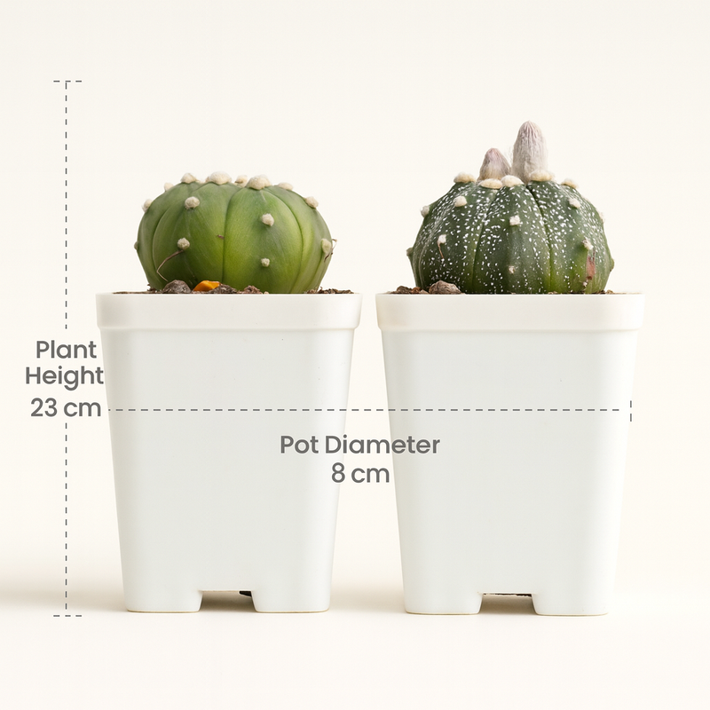 Combo of 2 Astro Cactus
