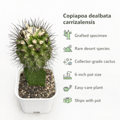 Copiapoa dealbata carrizalensis