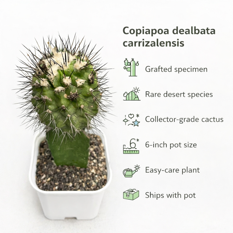 Copiapoa dealbata carrizalensis