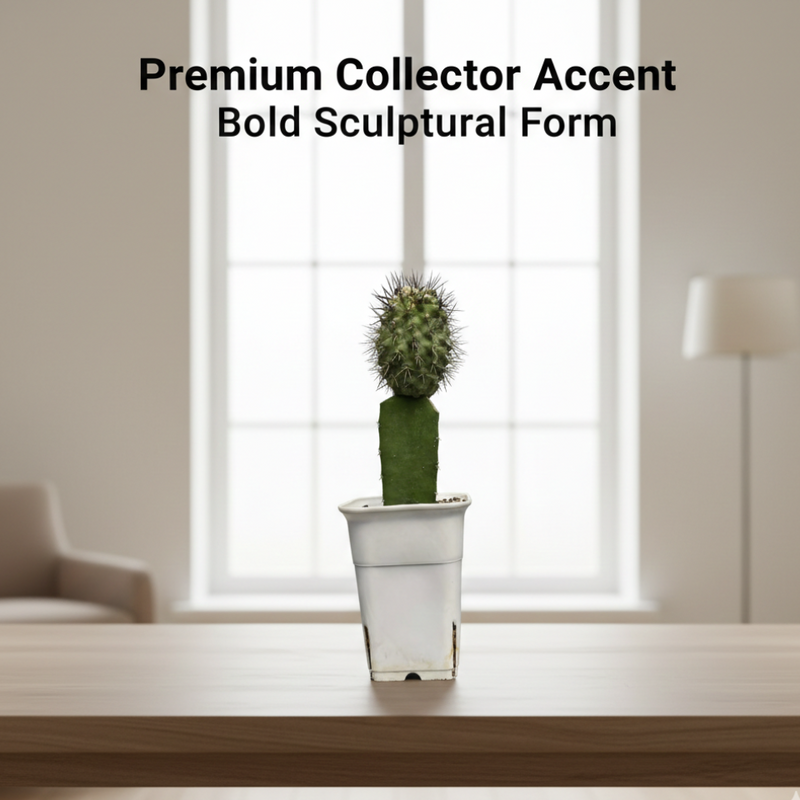 Copiapoa dealbata carrizalensis