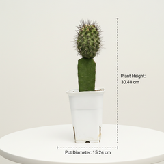 Copiapoa dealbata carrizalensis