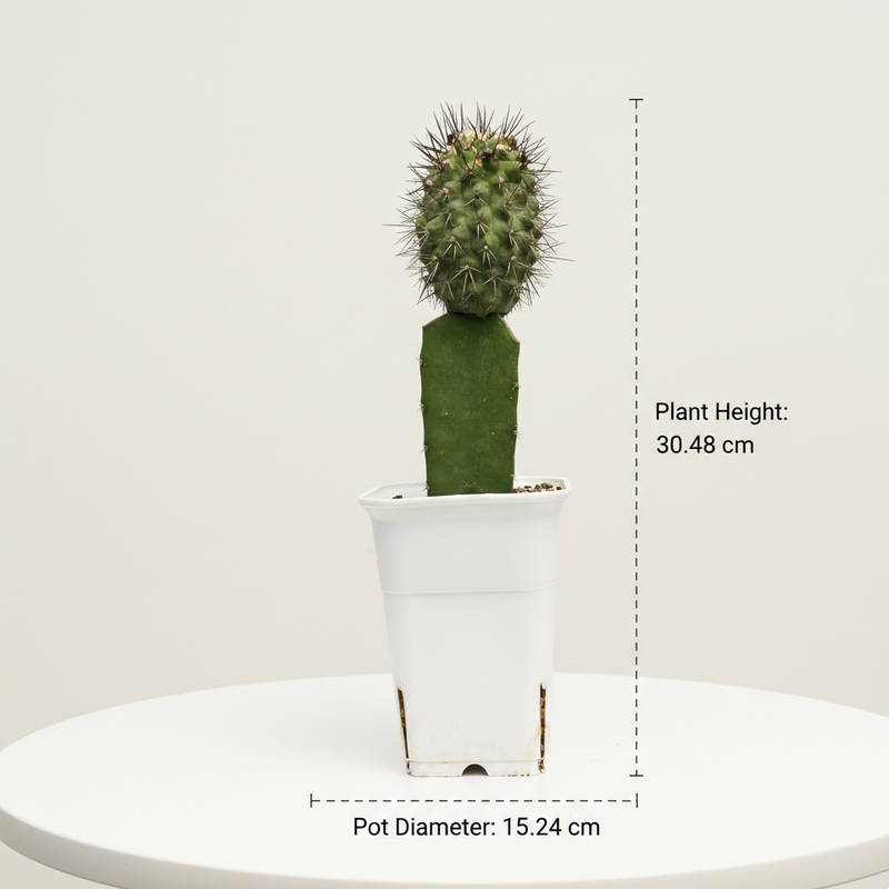 Copiapoa dealbata carrizalensis