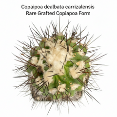 Copiapoa dealbata carrizalensis