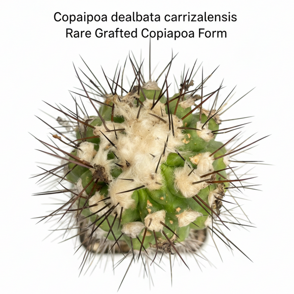 Copiapoa dealbata carrizalensis