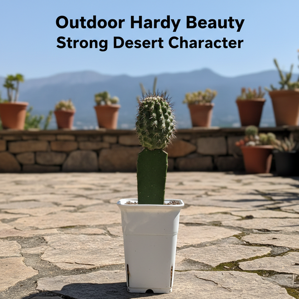 Copiapoa dealbata carrizalensis