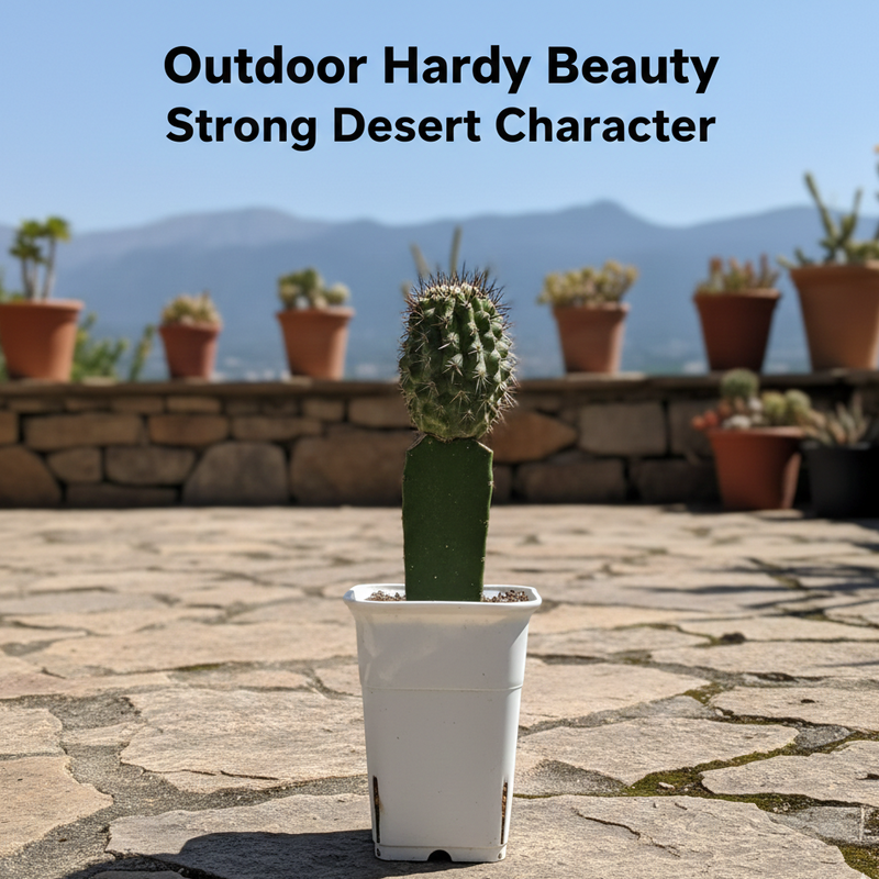 Copiapoa dealbata carrizalensis