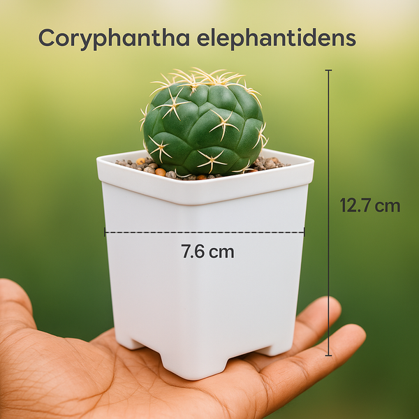 Coryphantha Elephantidens