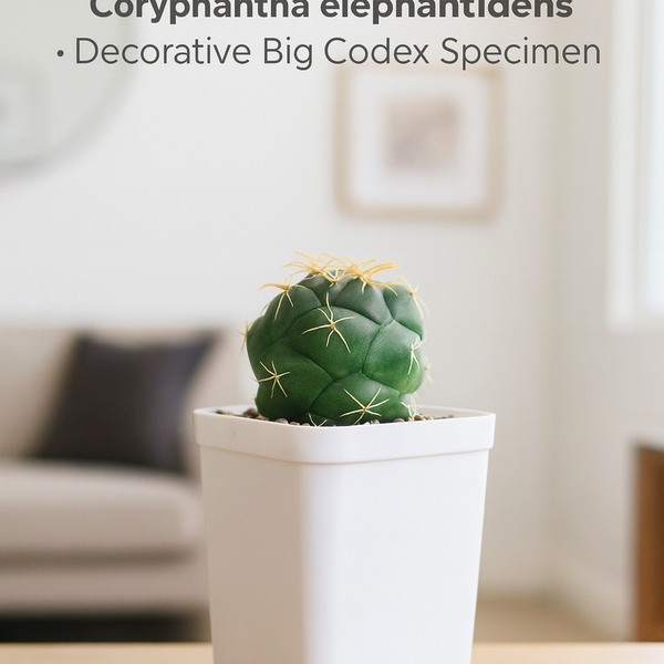 Coryphantha Elephantidens