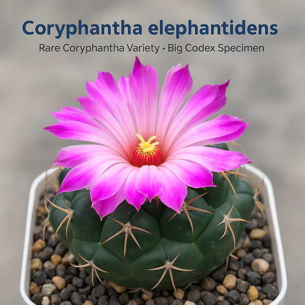 Coryphantha Elephantidens