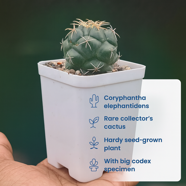 Coryphantha Elephantidens