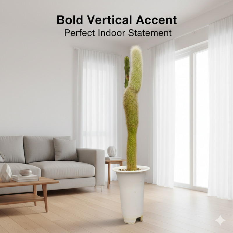 cylectocactus silver stauch