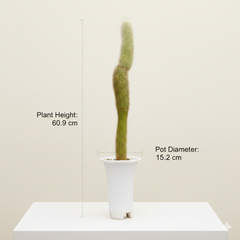 cylectocactus silver stauch