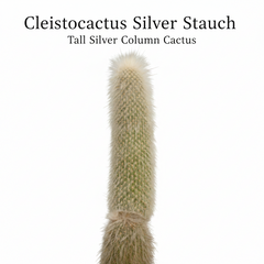 cylectocactus silver stauch