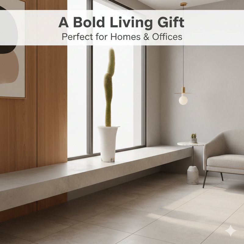 cylectocactus silver stauch