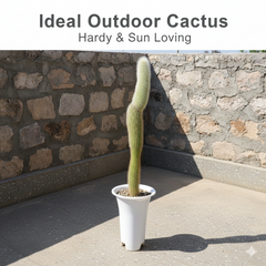 cylectocactus silver stauch