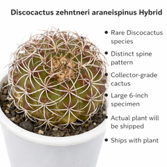discocactus zehntneri var araneispinus hybrid