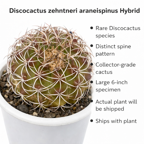 discocactus zehntneri var araneispinus hybrid