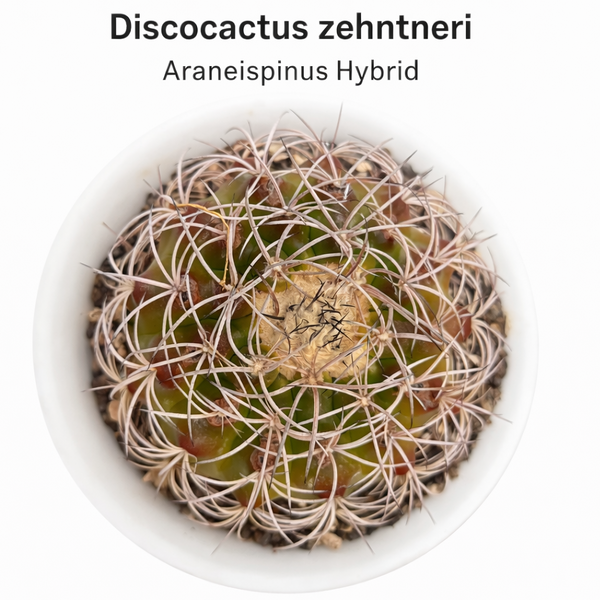 discocactus zehntneri var araneispinus hybrid