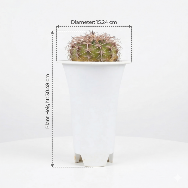 discocactus zehntneri var araneispinus hybrid