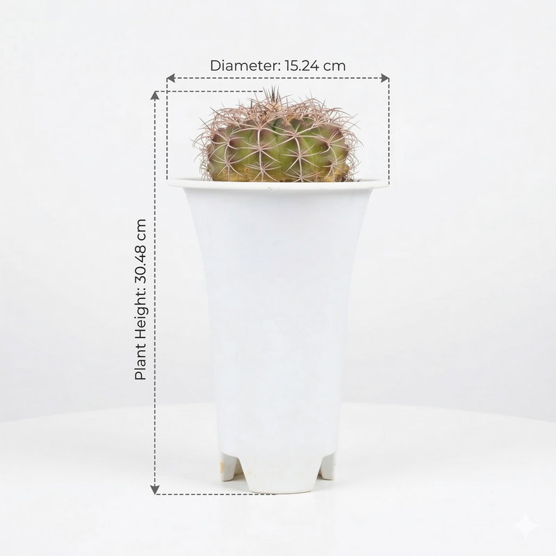 discocactus zehntneri var araneispinus hybrid