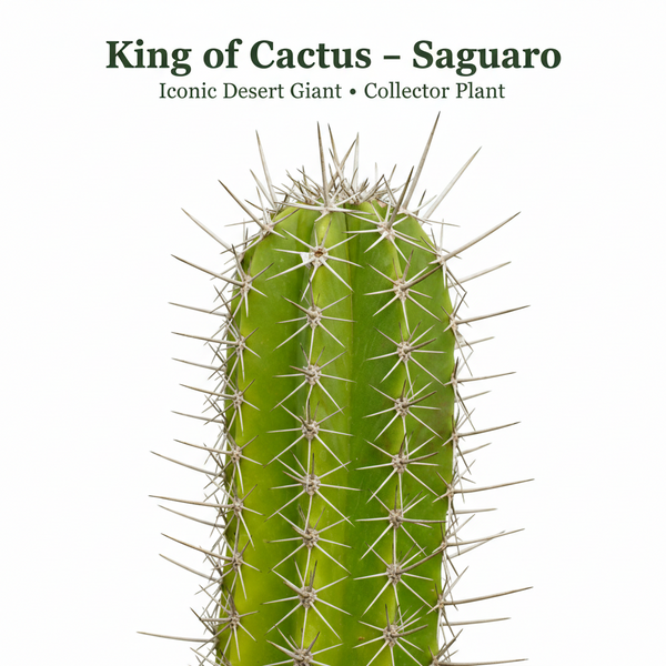 king of cactus saguaro