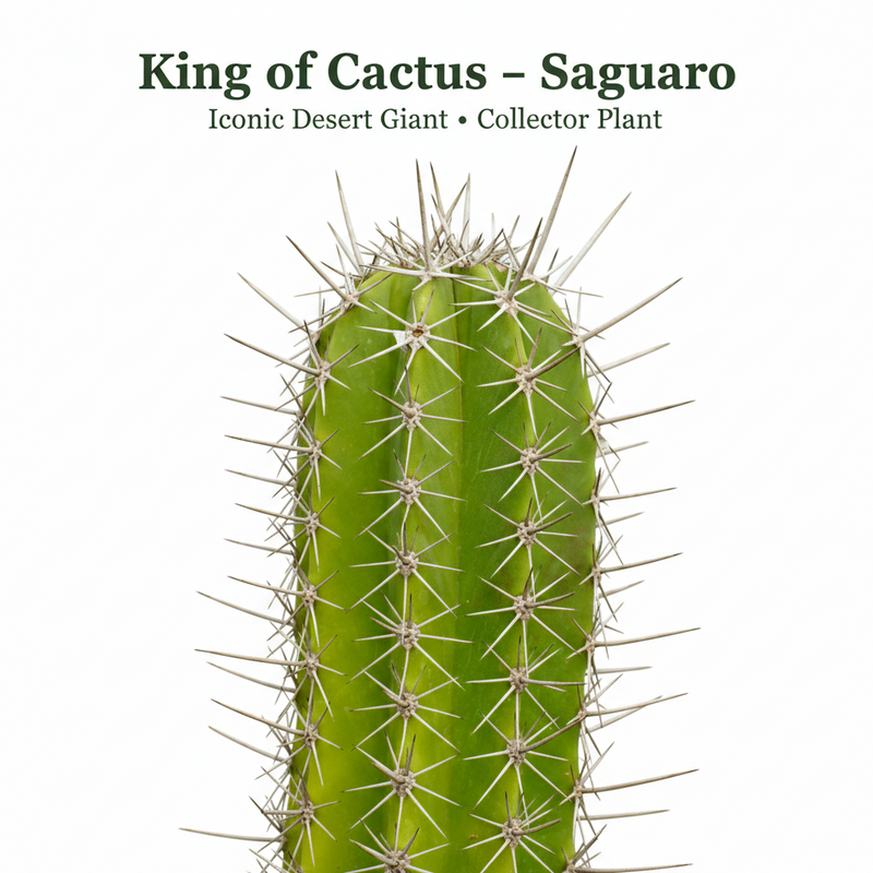 king of cactus saguaro