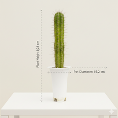 king of cactus saguaro