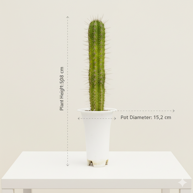 king of cactus saguaro