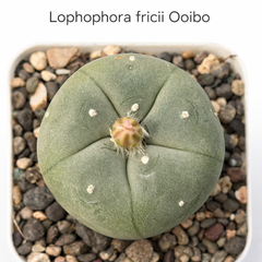 lophophora fricii cv ooibo