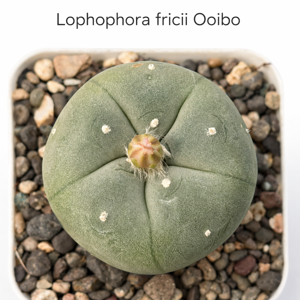 lophophora fricii cv ooibo